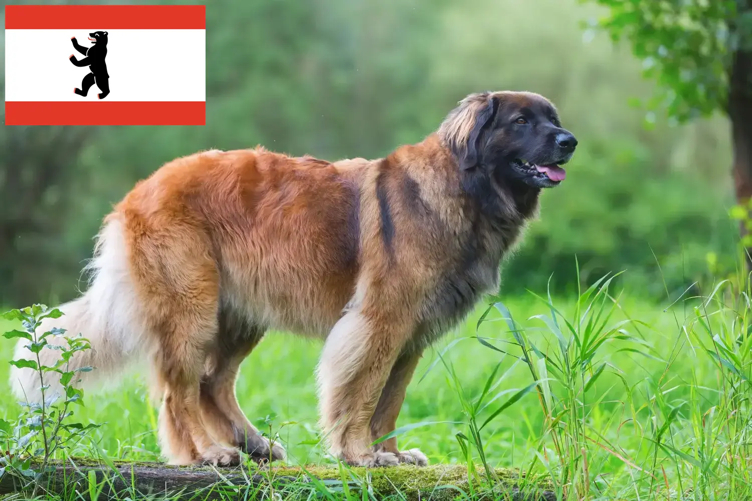 Lees meer over het artikel Leonberger fokkers en pups in Berlijn