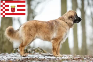 Lees meer over het artikel Leonberger fokkers en pups in Bremen