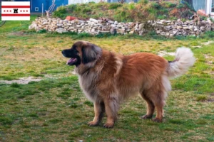 Lees meer over het artikel Leonberger fokkers en pups in Drenthe