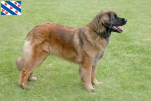 Lees meer over het artikel Leonberger fokkers en pups in Friesland