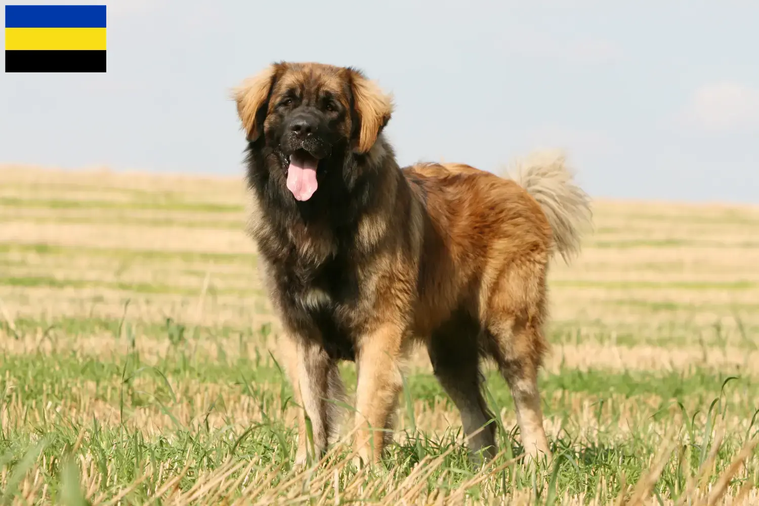 Lees meer over het artikel Leonberger fokkers en pups in Gelderland