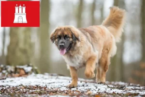 Lees meer over het artikel Leonberger fokkers en pups in Hamburg