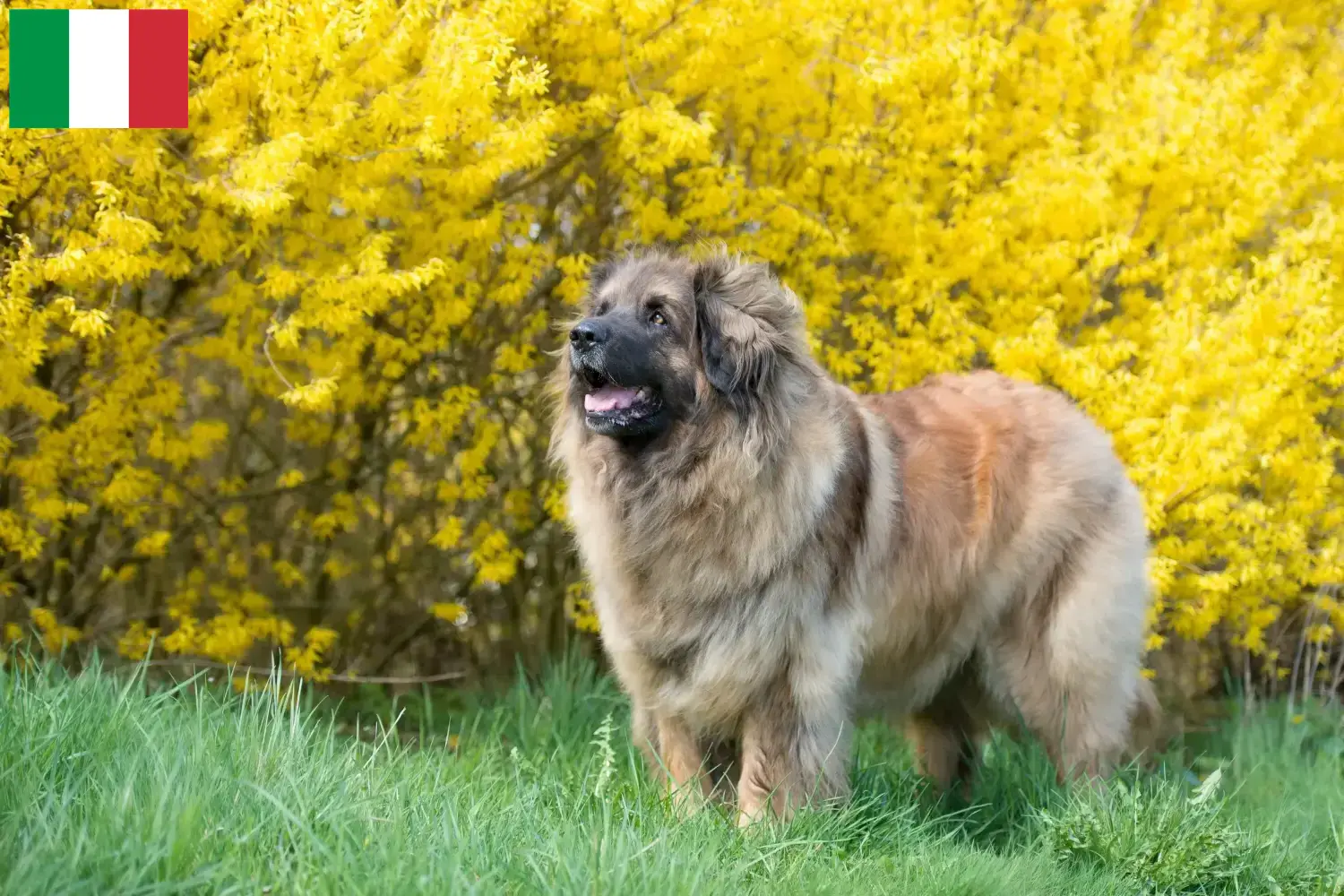 Lees meer over het artikel Leonberger fokkers en pups in Italië