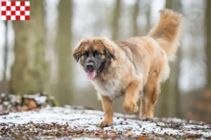 Lees meer over het artikel Leonberger fokkers en pups in Noord-Brabant