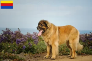 Lees meer over het artikel Leonberger fokkers en pups in Noord-Holland