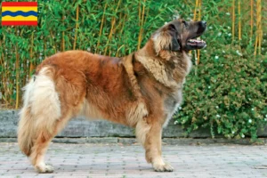 Lees meer over het artikel Leonberger fokkers en pups in Overijssel