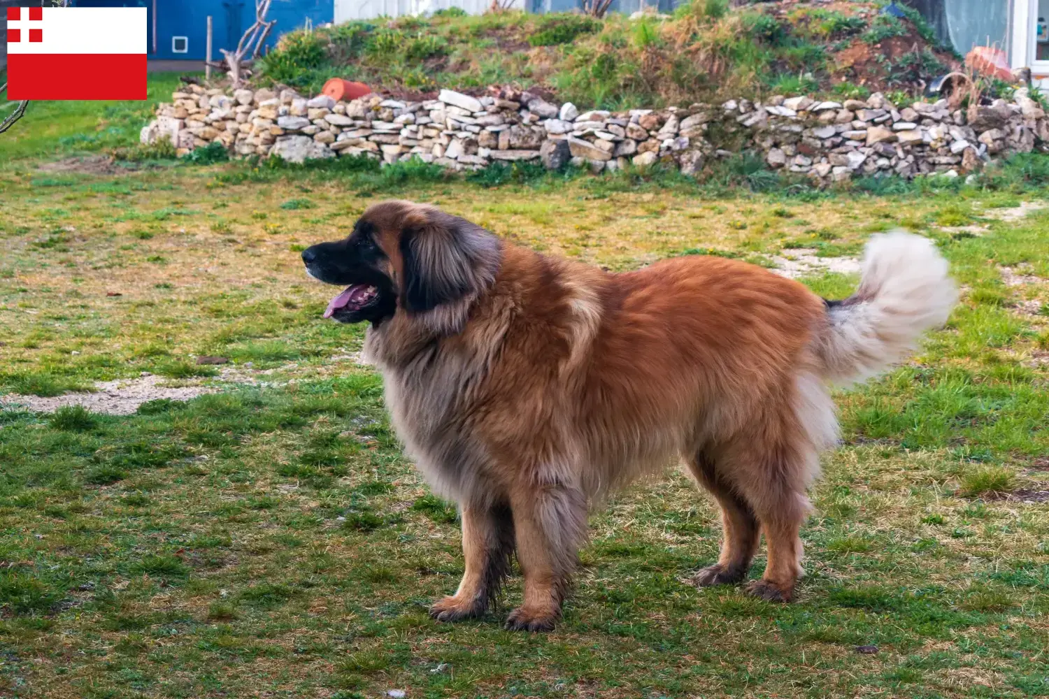 Lees meer over het artikel Leonberger fokkers en pups in Utrecht