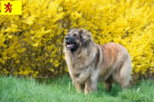 Lees meer over het artikel Leonberger fokkers en pups in Zuid-Holland