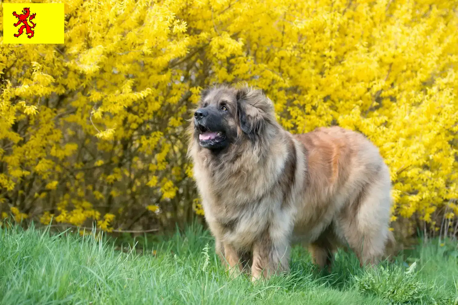 Lees meer over het artikel Leonberger fokkers en pups in Zuid-Holland