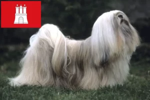 Lees meer over het artikel Lhasa Apso fokkers en pups in Hamburg