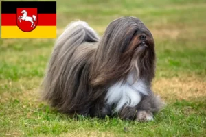 Lees meer over het artikel Lhasa Apso fokkers en pups in Nedersaksen