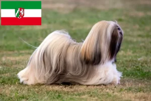 Lees meer over het artikel Lhasa Apso fokkers en pups in Noordrijn-Westfalen