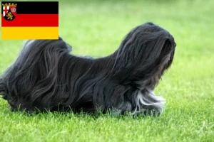 Lees meer over het artikel Lhasa Apso fokkers en pups in Rijnland-Palts