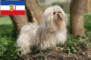 Lees meer over het artikel Lhasa Apso fokkers en pups in Sleeswijk-Holstein