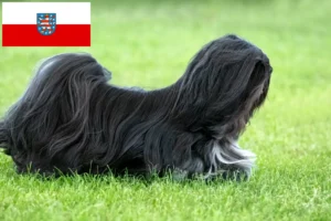 Lees meer over het artikel Lhasa Apso fokkers en pups in Thüringen