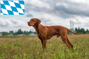 Lees meer over het artikel Magyar Vizsla fokkers en pups in Beieren