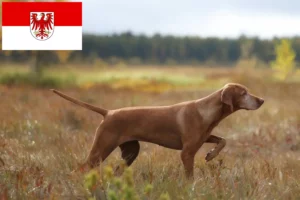 Lees meer over het artikel Magyar Vizsla fokkers en pups in Brandenburg