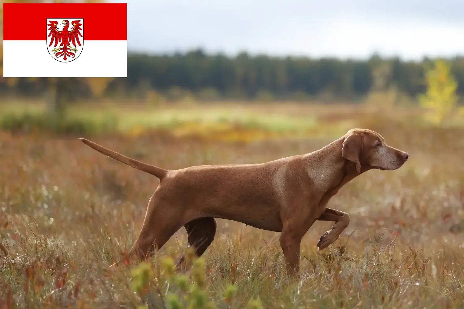 Lees meer over het artikel Magyar Vizsla fokkers en pups in Brandenburg