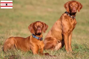 Lees meer over het artikel Magyar Vizsla fokkers en pups in Drenthe