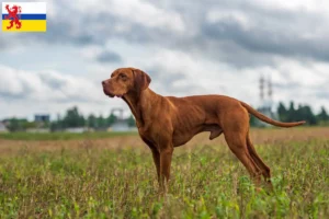 Lees meer over het artikel Magyar Vizsla fokkers en pups in Limburg