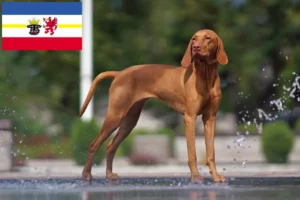 Lees meer over het artikel Magyar Vizsla fokkers en pups in Mecklenburg-Vorpommern