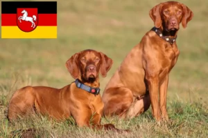 Lees meer over het artikel Magyar Vizsla fokkers en pups in Nedersaksen