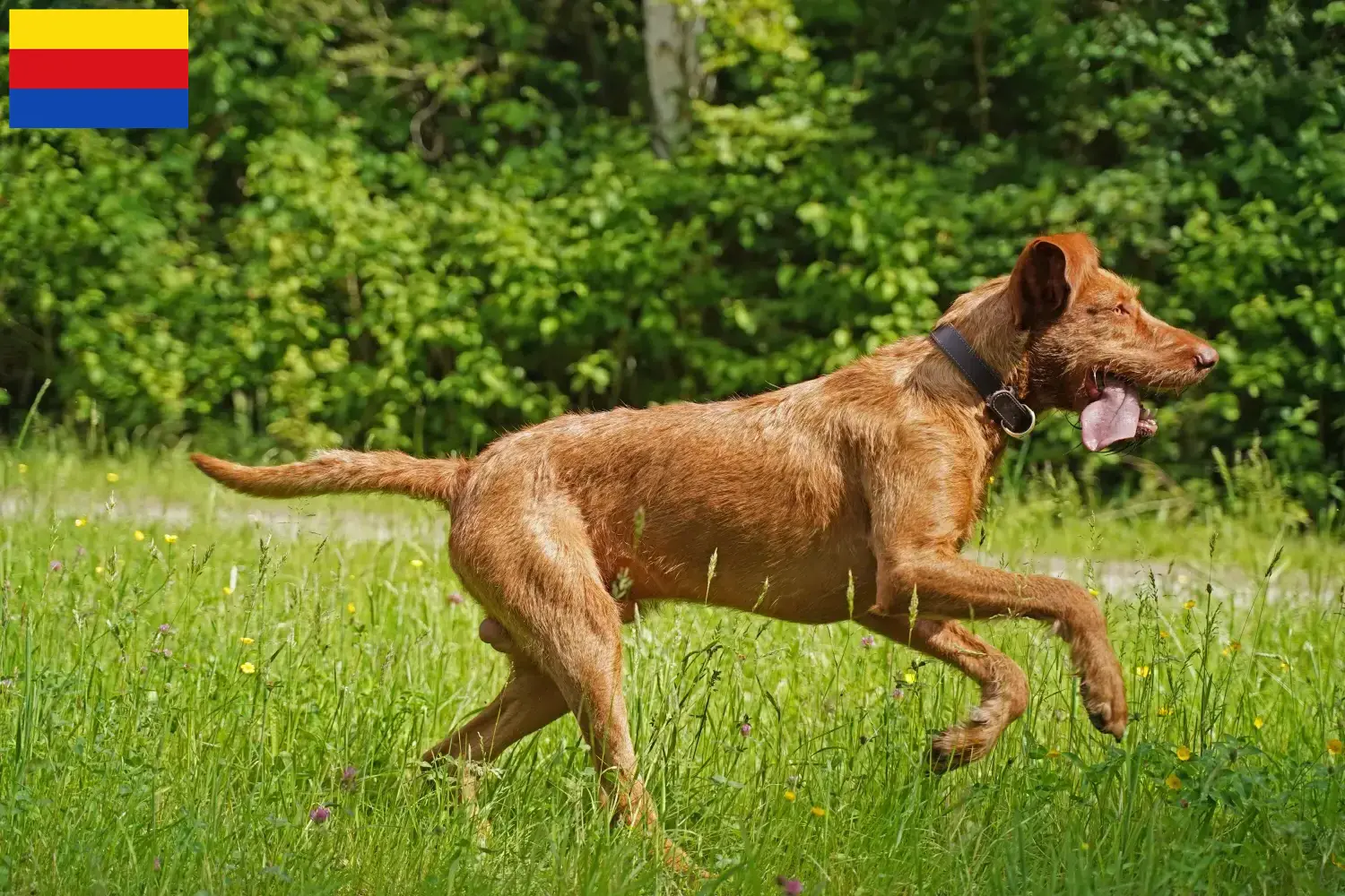 Lees meer over het artikel Magyar Vizsla fokkers en pups in Noord-Holland