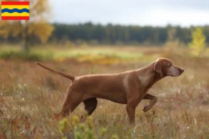 Lees meer over het artikel Magyar Vizsla fokkers en pups in Overijssel