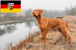 Lees meer over het artikel Magyar Vizsla fokkers en pups in Saarland