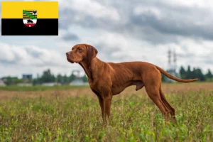 Lees meer over het artikel Magyar Vizsla fokkers en pups in Saksen-Anhalt