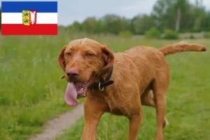 Lees meer over het artikel Magyar Vizsla fokkers en pups in Sleeswijk-Holstein