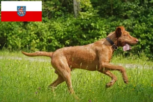 Lees meer over het artikel Magyar Vizsla fokkers en pups in Thüringen