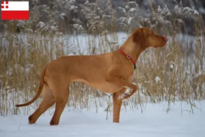 Lees meer over het artikel Magyar Vizsla fokkers en pups in Utrecht