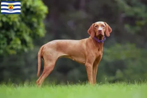 Lees meer over het artikel Magyar Vizsla fokkers en pups in Zeeland