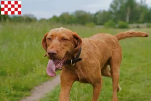 Lees meer over het artikel Magyar Vizsla fokkers en pups in Noord-Brabant