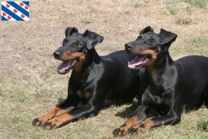 Lees meer over het artikel Manchester Terrier fokkers en pups in Friesland