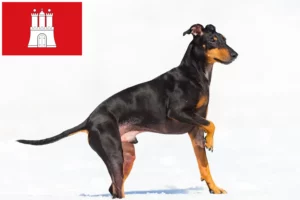 Lees meer over het artikel Manchester Terrier fokker en pups in Hamburg