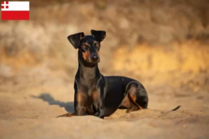 Lees meer over het artikel Manchester Terrier fokker en pups in Utrecht