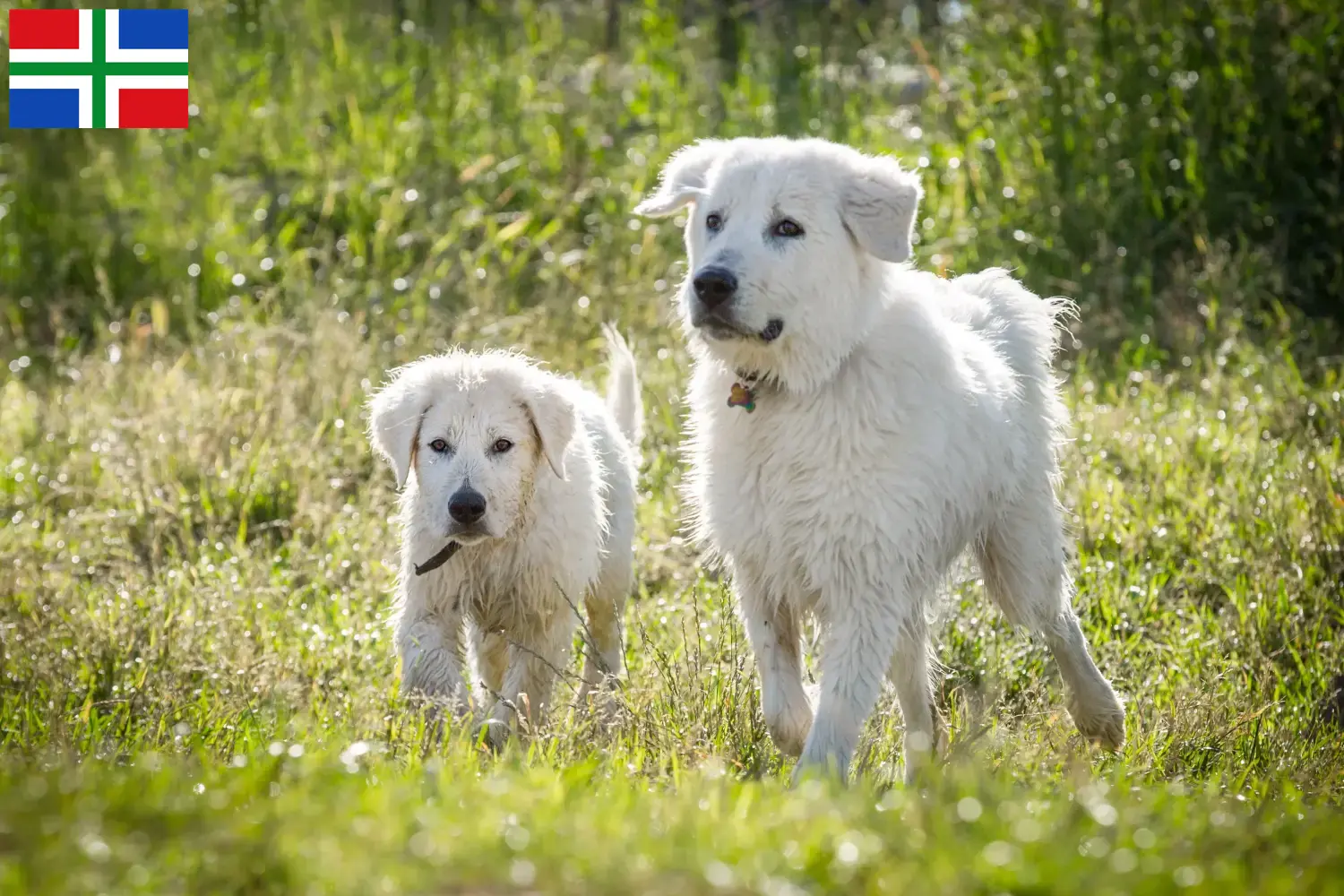 Lees meer over het artikel Maremma Abruzzi Herdershonden fokkers en pups in Groningen