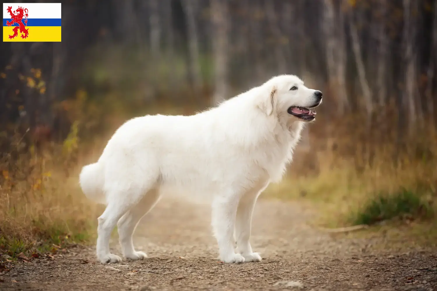 Lees meer over het artikel Maremma Abruzzo Herdershond fokkers en pups in Limburg