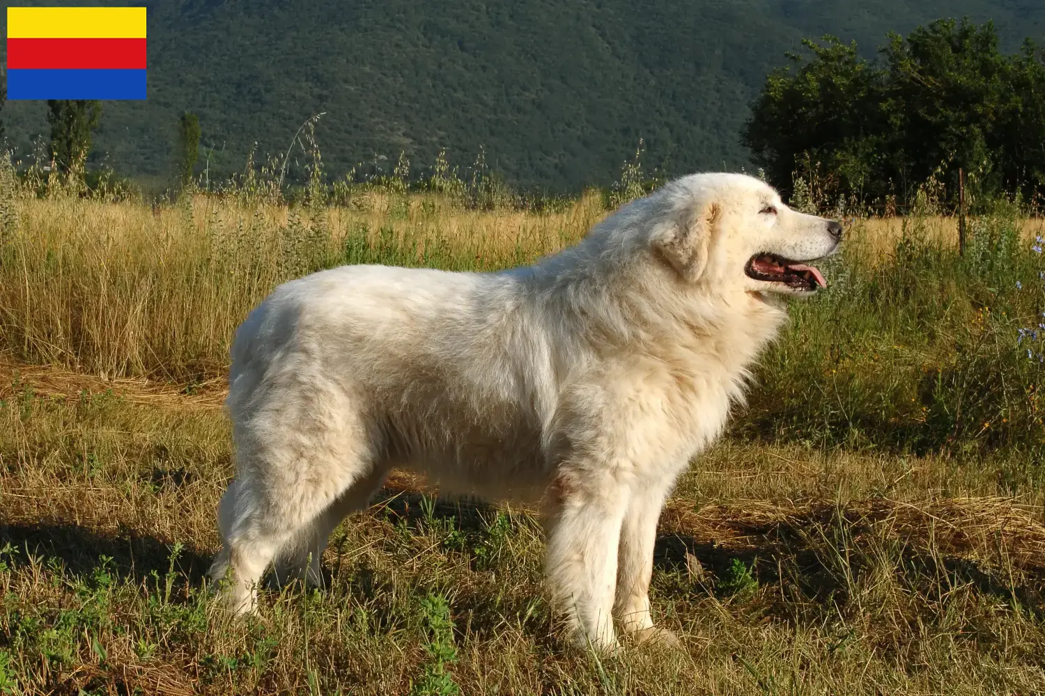 Lees meer over het artikel Maremma Abruzzo Herdershond fokkers en pups in Noord-Holland