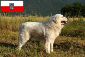 Lees meer over het artikel Maremma Abruzzi Herdershonden fokkers en pups in Thüringen