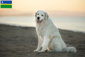 Lees meer over het artikel Maremma Abruzzo Herdershonden fokkers en puppies in Flevoland