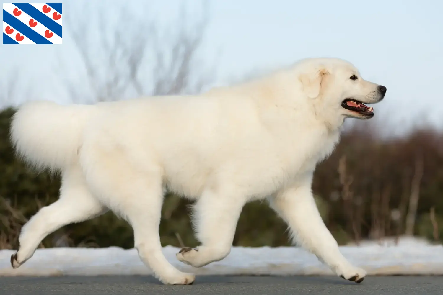 Lees meer over het artikel Maremma Abruzzi Herdershonden fokkers en pups in Friesland