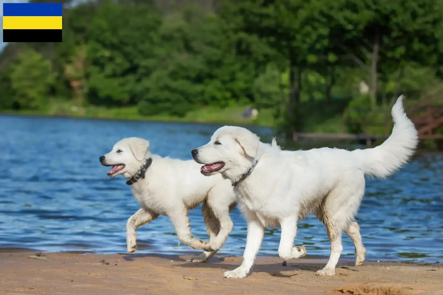 Lees meer over het artikel Maremma Abruzzo Herdershond fokkers en pups in Gelderland