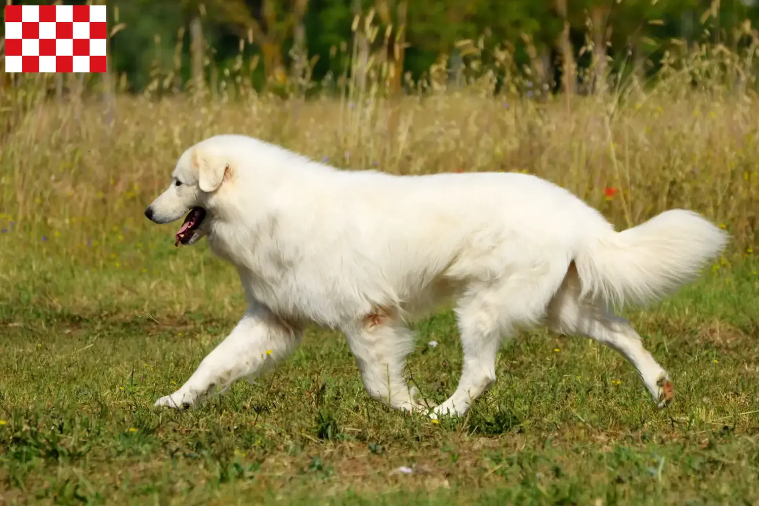 Lees meer over het artikel Maremma Abruzzo Herdershond fokkers en pups in Noord-Brabant