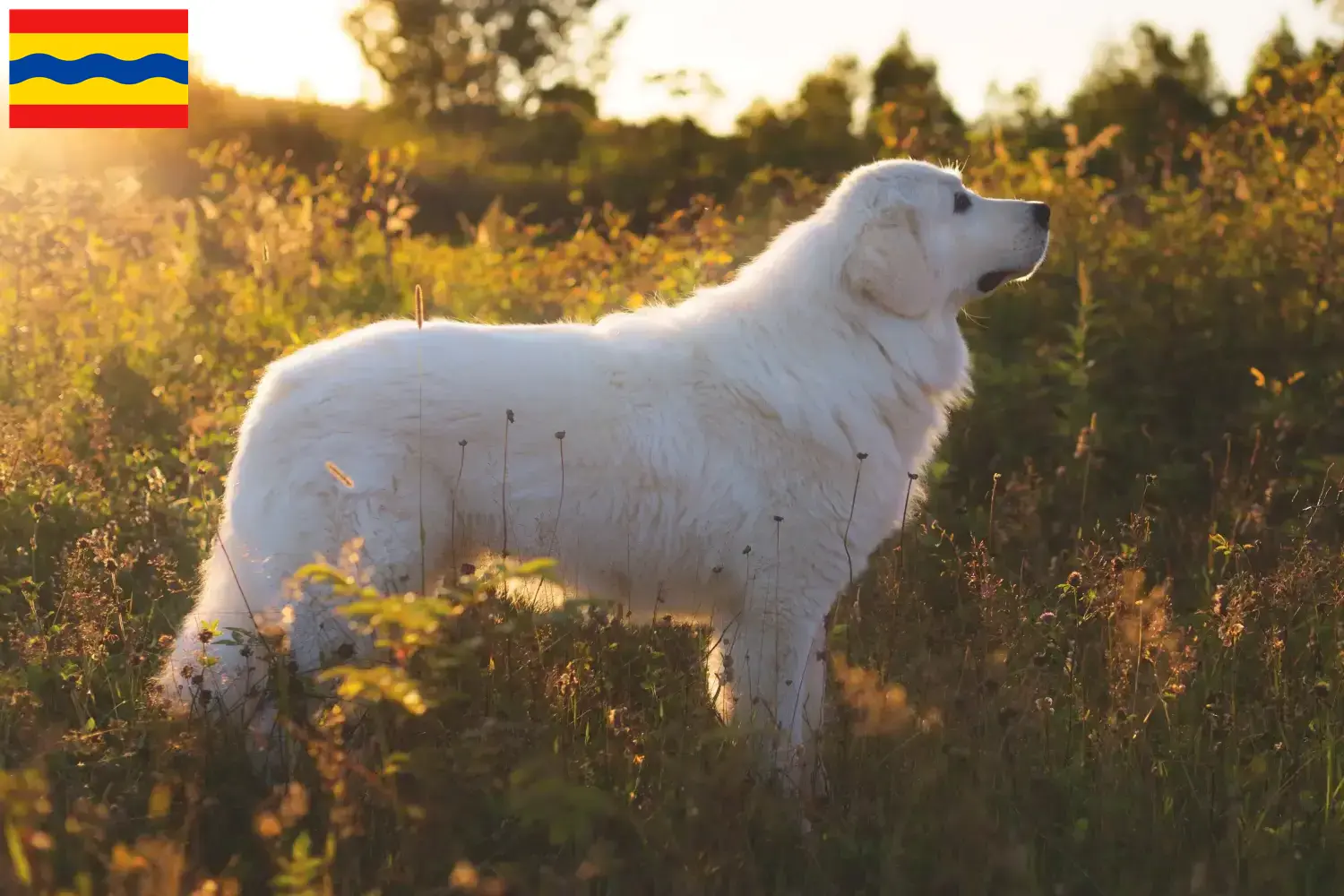 Lees meer over het artikel Maremma Abruzzo Herdershond fokkers en pups in Overijssel