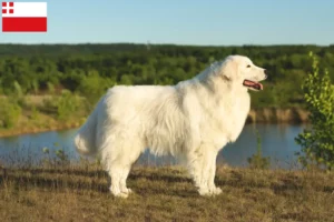 Lees meer over het artikel Maremma Abruzzo Herdershond fokkers en pups in Utrecht