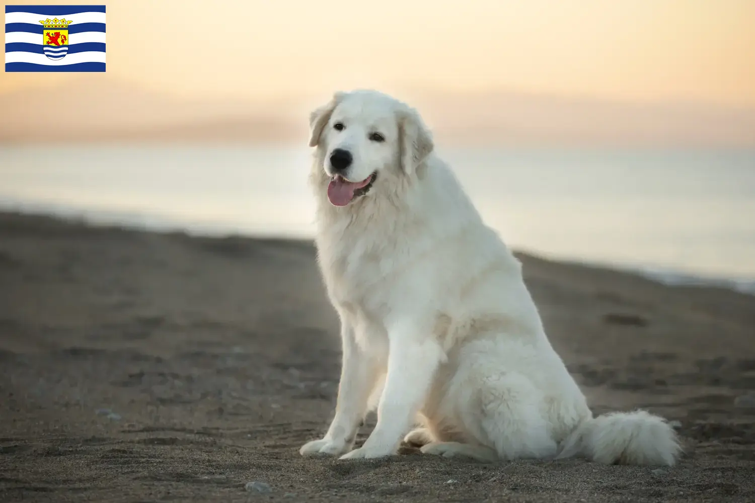 Lees meer over het artikel Maremma Abruzzo Herdershond fokkers en pups in Zeeland