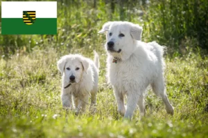 Lees meer over het artikel Maremma Abruzzi Herdershonden fokkers en pups in Saksen